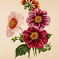 Dahlia - Vintage Flower Poster - Classic Posters