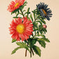 Daisy - Vintage Flower Poster - Bellis Perennis - Classic Posters