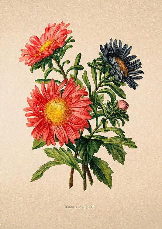 Daisy - Vintage Flower Poster - Bellis Perennis - Classic Posters