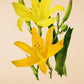 Daylily - Vintage Flower Poster - Hemerocallis Luteola - Classic Posters