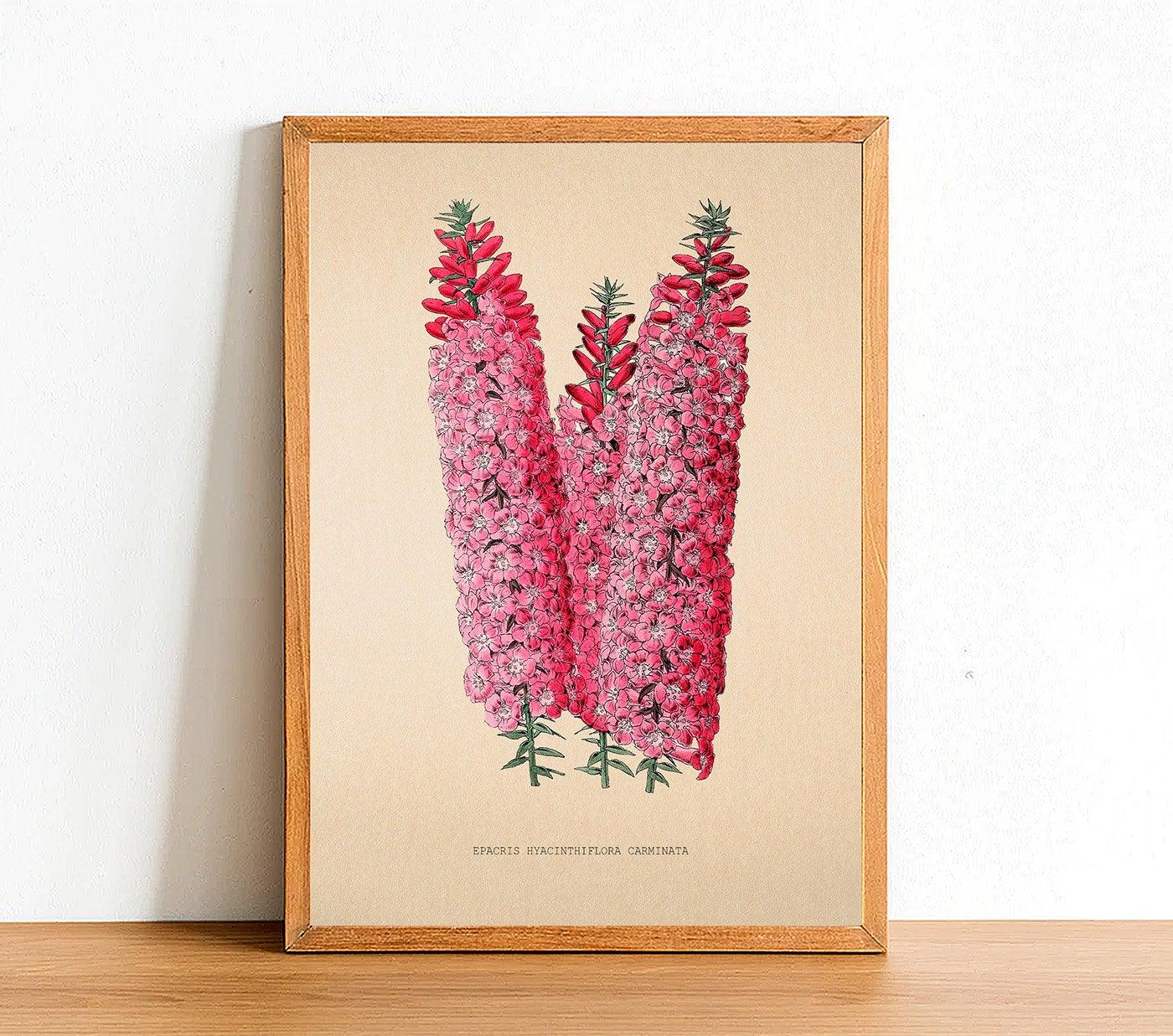 Epacris Hyacinthiflora - Vintage Flower Poster - Classic Posters