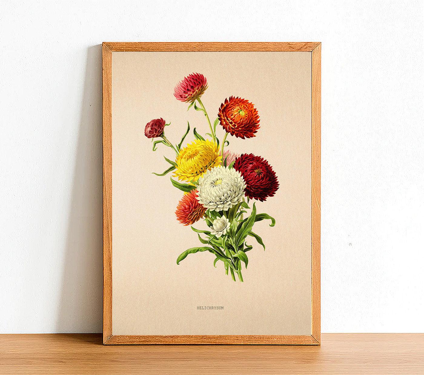 Everlasting Flowers - Vintage Flower Poster - Helichrysum - Classic Posters