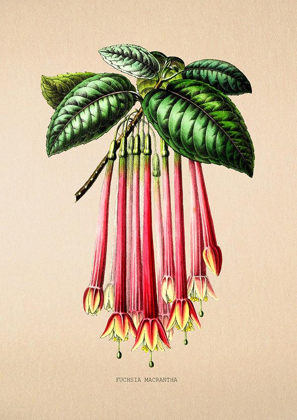 Fuchsia Macrantha - Vintage Flower Poster - Classic Posters