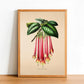 Fuchsia Macrantha - Vintage Flower Poster - Classic Posters