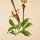 Gardenia Stanleyana - Vintage Flower Poster - Classic Posters