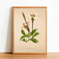 Gardenia Stanleyana - Vintage Flower Poster - Classic Posters