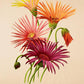 Gerbera Daisy - Vintage Flower Poster - Jamesonii - Classic Posters