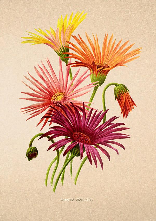Gerbera Daisy - Vintage Flower Poster - Jamesonii - Classic Posters