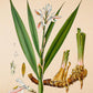 Ginger - Antique Botanical Poster - Alpinia Officinarum - Classic Posters