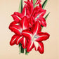 Gladiolus - Antique Flower Poster - Classic Posters
