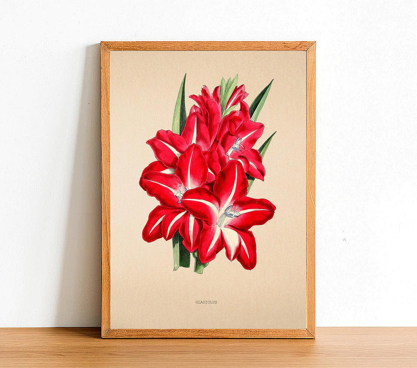 Gladiolus - Antique Flower Poster - Classic Posters