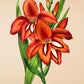 Gladiolus Hybridus - Antique Flower Poster - Classic Posters