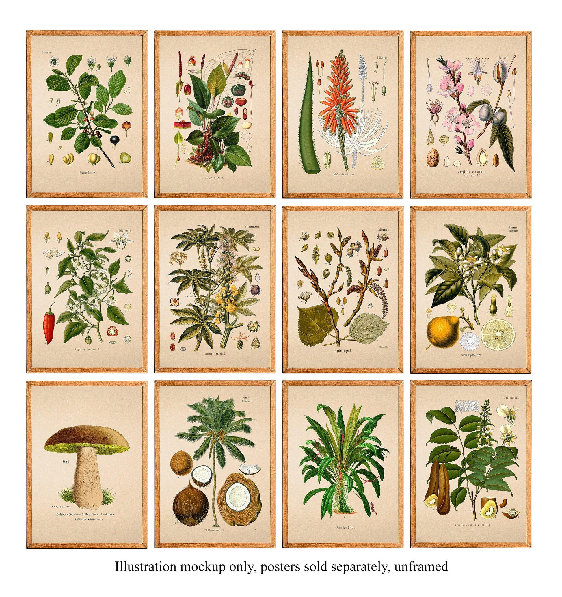 Gladiolus Phoebus - Antique Flower Poster - Classic Posters