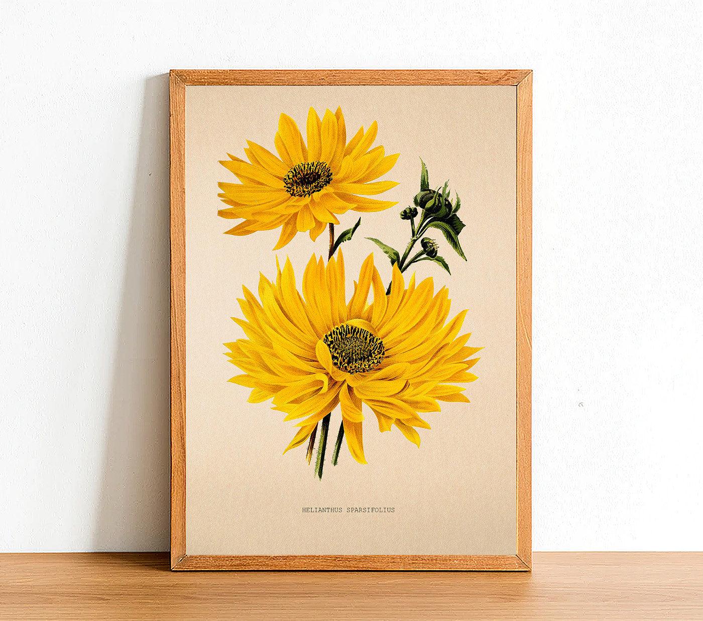 Hardy Sunflower - Antique Flower Poster - Helianthus Sparsifolius - Classic Posters