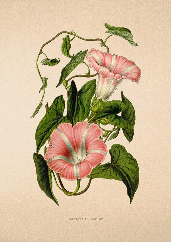 Hedge Bindweed - Antique Flower Poster - Calystegia Sepium - Classic Posters