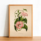 Hedge Bindweed - Antique Flower Poster - Calystegia Sepium - Classic Posters