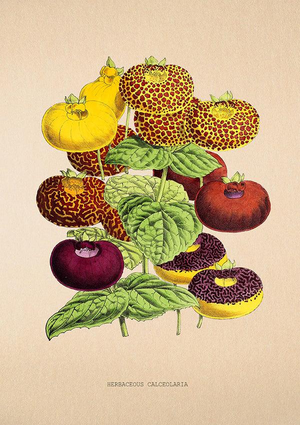 Herbaceous Calceolaria - Antique Flower Poster - Classic Posters