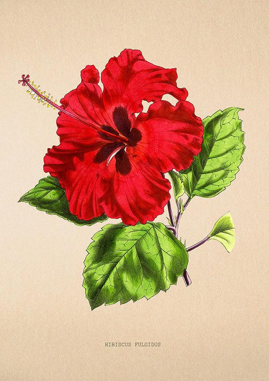 Hibiscus Fulgidus - Antique Flower Poster - Classic Posters