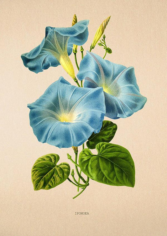 Ipomoea Morning Glory - Antique Flower Poster - Classic Posters