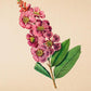 Lagerstroemia Regina - Antique Flower Poster - Classic Posters