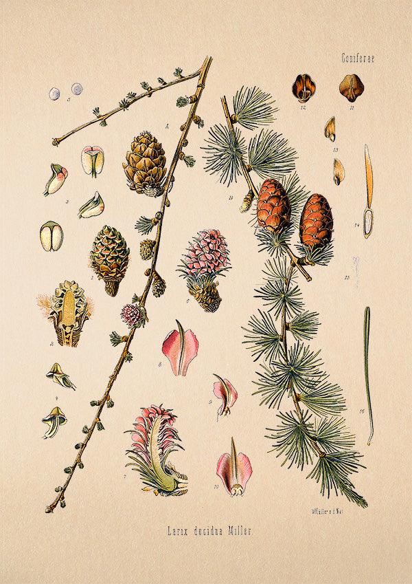 Larch Print - Antique Botanical Poster - Larix Decidua - Classic Posters