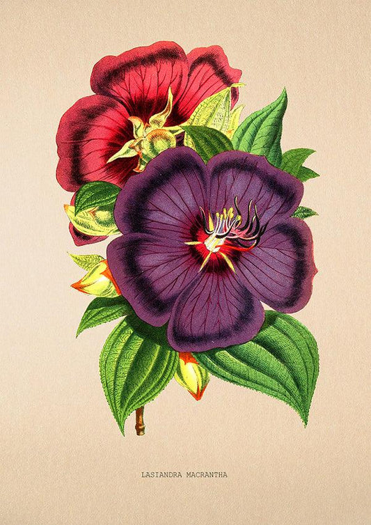 Lasiandra Macrantha - Antique Flower Poster - Classic Posters