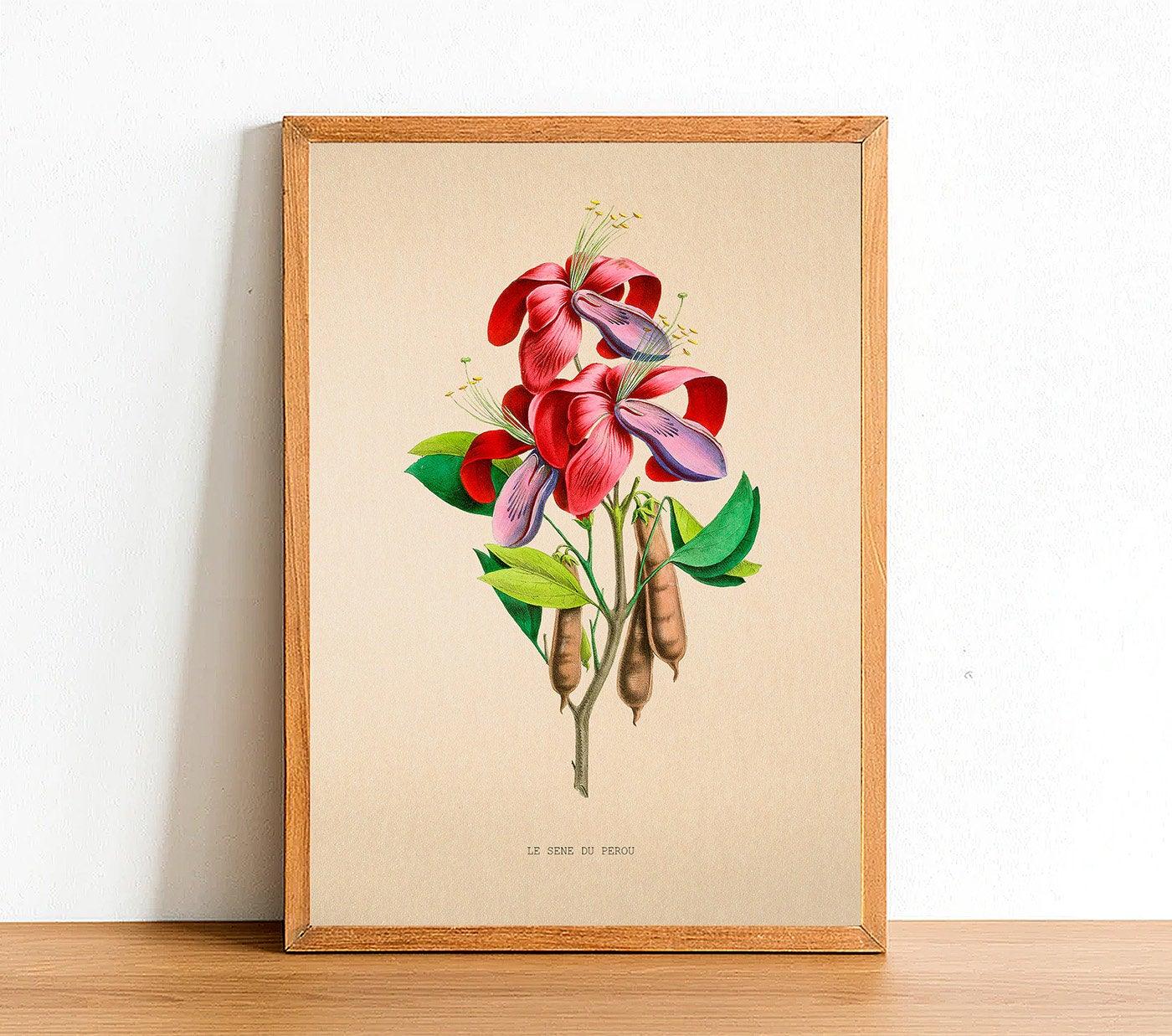 Le Sene du Perou - Vintage Flower Poster - Classic Posters