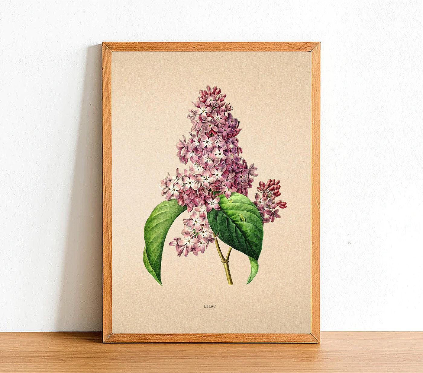 Lilac Flower Print - Vintage Flower Poster - Classic Posters