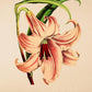 Lilium Kramerianum - Vintage Flower Poster - Classic Posters