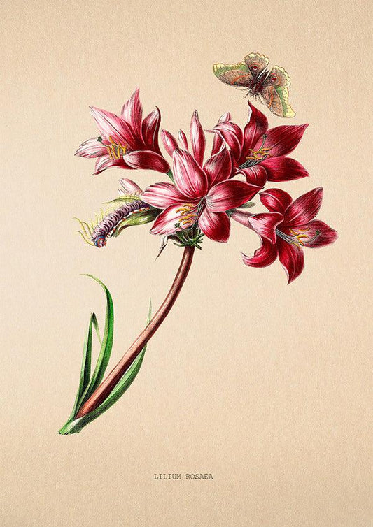 Lilium Rosaea - Vintage Flower Poster - Classic Posters