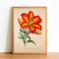 Lilium Thunbergianum - Vintage Flower Poster - Classic Posters