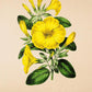 Lilium Trigynum - Vintage Flower Poster - Classic Posters