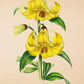 Loddiges Lily - Vintage Flower Poster - Lilium Loddigesianum - Classic Posters