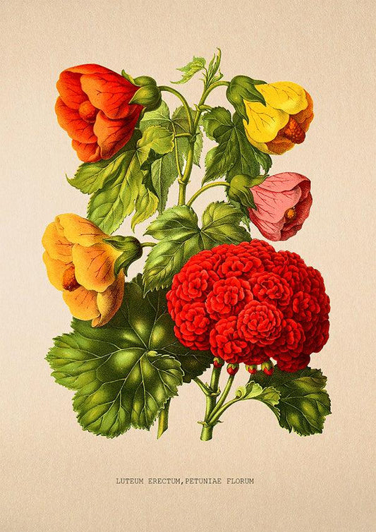 Luteum Erectum - Vintage Flower Poster - Classic Posters