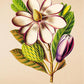 Magnolia Dodecaptetala - Vintage Flower Poster - Classic Posters