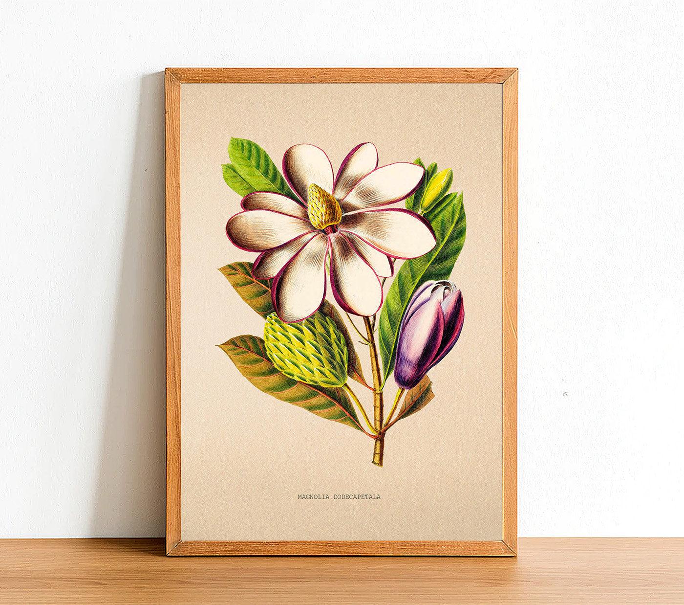 Magnolia Dodecaptetala - Vintage Flower Poster - Classic Posters