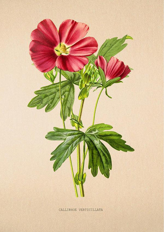 Mallow - Vintage Flower Poster - Callirhoe Verticillata - Classic Posters