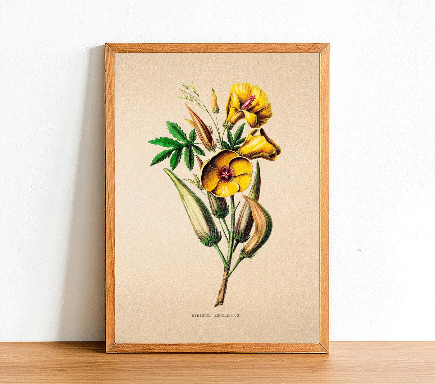 Okra - Vintage Flower Poster - Hibiscus Esculentus - Classic Posters