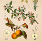 Paradise Apple - Antique Botanical Poster - Piros Malus - Classic Posters