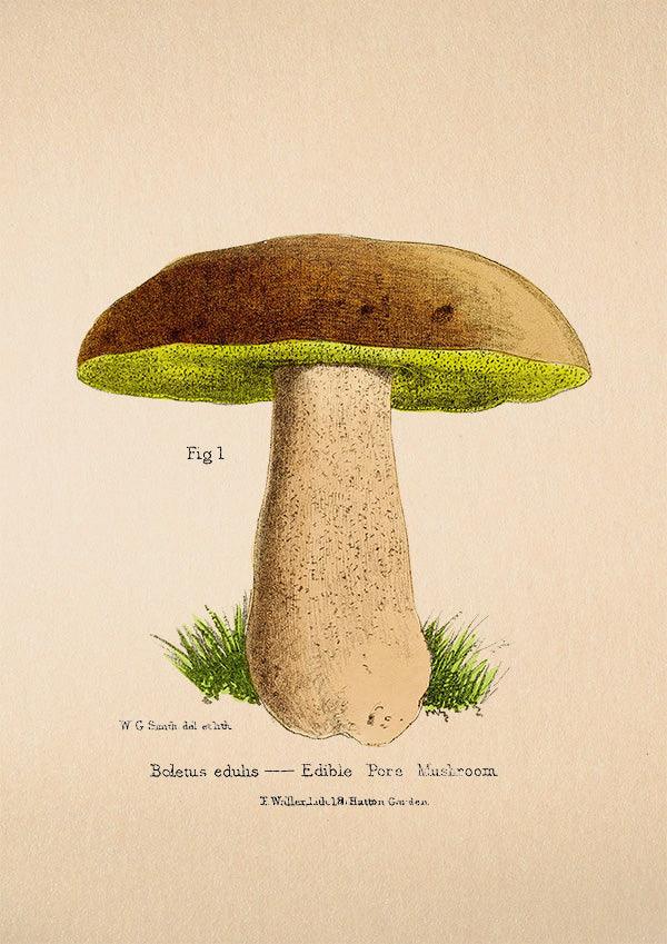 Porcini Mushroom - Antique Botanical Poster - Boletus Edulis - Classic Posters