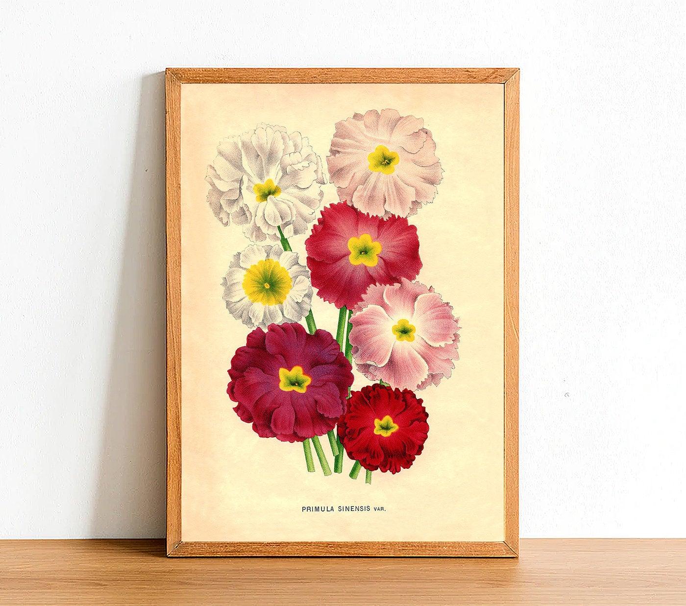 Primerose - Vintage Flower Poster - Primula Sinensis - Classic Posters