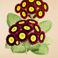 Primula - Vintage Flower Poster - Alpine Auricula - Classic Posters