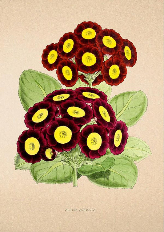Primula - Vintage Flower Poster - Alpine Auricula - Classic Posters