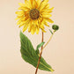 Purpledisc Sunflower - Vintage Flower Poster - Atrorubens - Classic Posters