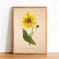 Purpledisc Sunflower - Vintage Flower Poster - Atrorubens - Classic Posters