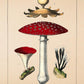 Red Mushroom - Antique Botanical Poster - Classic Posters