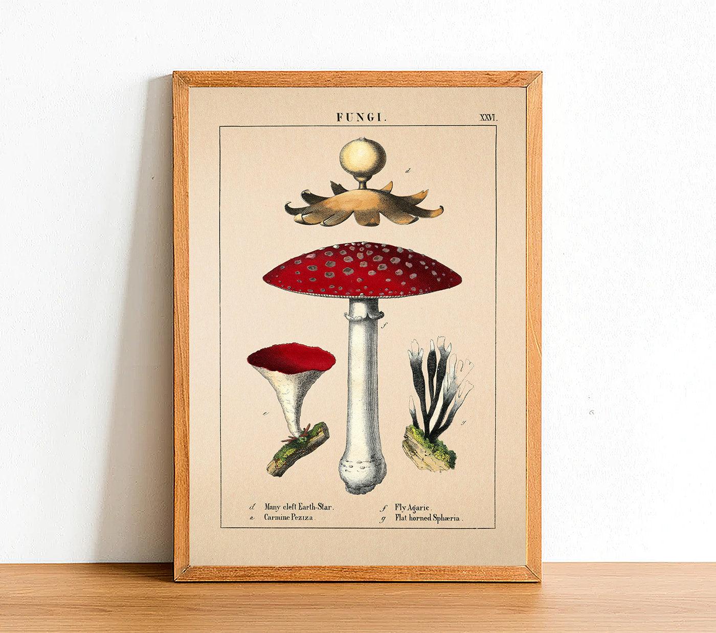 Red Mushroom - Antique Botanical Poster - Classic Posters