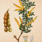 Senegalia - Antique Botanical Poster - Acacia Senegal - Classic Posters