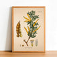 Senegalia - Antique Botanical Poster - Acacia Senegal - Classic Posters