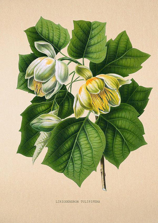 Tulip Tree - Vintage Flower Poster - Liriodendron - Classic Posters